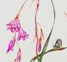Jill Reid; Sutherlandia frutescens and Dierama pendulum
