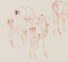 Zakkie Eloff; Herd of Impala