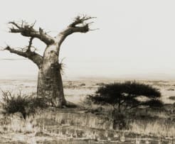 Glen Green; Landscape with Baobabs