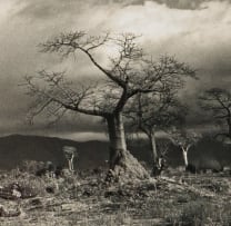 Glen Green; Landscape with Baobabs, Malawi