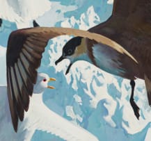 Keith Shackleton; 83 Degrees N. Arctic Skua and Ivory Gulls