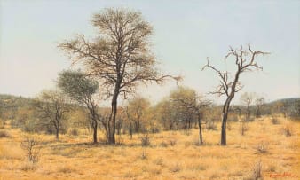 Francois Koch; Bushveld Landscape