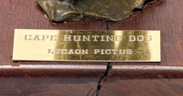 Arend Eloff; Cape Hunting Dog, Lycaon pictus