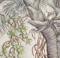 Barbara Tyrrell; Ilala Palm (Hyphaene coriacea)