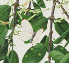Ernest Forbes; Common Dotted Border Butterflies (Mylothris agathina) on Orange Tree (Citrus sinensis) infested with Mistletoe Parasitic Plant (Loranthus sp.)