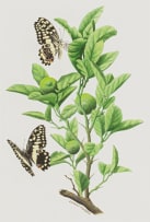 Ernest Forbes; Citrus Swallowtail or Orange Dog Butterflies (Papilio demodocus) on Orange Tree (Citrus sinensis)