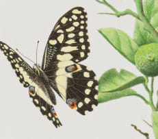 Ernest Forbes; Citrus Swallowtail or Orange Dog Butterflies (Papilio demodocus) on Orange Tree (Citrus sinensis)