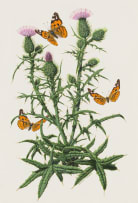 Ernest Forbes; Painted Lady Butterflies (Vanessa cardui, Formerly Cynthia cardui) on Thistle Plant (Cirsium vulgare)
