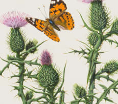 Ernest Forbes; Painted Lady Butterflies (Vanessa cardui, Formerly Cynthia cardui) on Thistle Plant (Cirsium vulgare)
