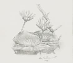 Gail Denise Darroll; Blue Water Lily, sketch