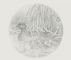 Gail Denise Darroll; Duck and Ducklings