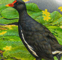 Gail Denise Darroll; Moorhen