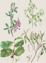 Joan van Gogh; Botanical Illustrations of Indigenous Tree Species