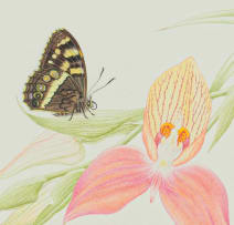 Thalia Lincoln; Disa uniflora (Pride of Table Mountain) with Meneris tulbaghia (Mountain Pride Butterfly)