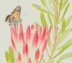 Thalia Lincoln; Protea repens with pollinator