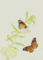 Thalia Lincoln; Gomphocarpus physocarpus (Balloon Milkweed) with African Monarch Butterflies