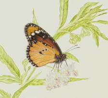 Thalia Lincoln; Gomphocarpus physocarpus (Balloon Milkweed) with African Monarch Butterflies