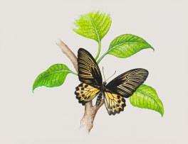 South African School 20th Century; Black and Yellow Butterfly on Citrus Tree