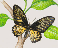 South African School 20th Century; Black and Yellow Butterfly on Citrus Tree