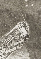 Helmut Starcke; Locust