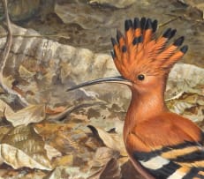 David Morrison Reid Henry; Hoopoe