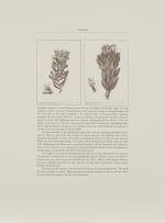 Thalia Lincoln; Mimetes: An Illustrated Account of Mimetes Salisbury and Orothamnus Pappe, Two Notable Cape Genera of the Proteaceae