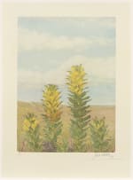 Thalia Lincoln; Mimetes: An Illustrated Account of Mimetes Salisbury and Orothamnus Pappe, Two Notable Cape Genera of the Proteaceae