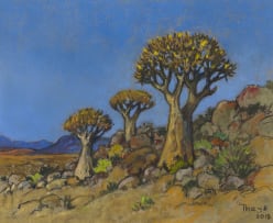 Conrad Theys; Quiver Trees, Namaqualand