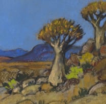 Conrad Theys; Quiver Trees, Namaqualand