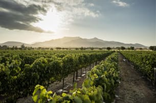 A Selection of The Finest Cap Classique From Graham Beck.