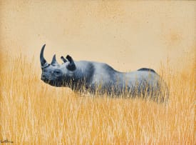 Michael Costello; Black Rhino; White Rhinos, two