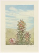Thalia Lincoln; Mimetes: An Illustrated Account of Mimetes Salisbury and Orothamnus Pappe, Two Notable Cape Genera of the Proteaceae, fourteen