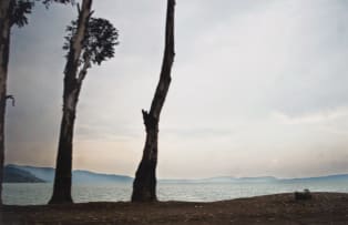 Guy Tillim; Gum Trees Planted in Colonial Times and Stripped of their Branches Line the Eastern Edge of Lake Kivu