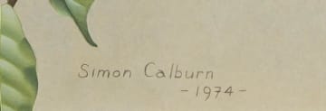 Simon Calburn; White-bellied Sunbird