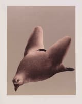 Jules van de Vijver; Birds, portfolio