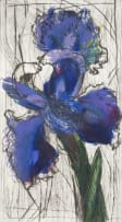 William Kentridge; Dutch Iris