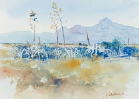 Ulrich Schwanecke; Sisal Plants Karoo