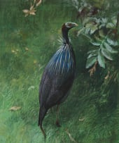 Arthur Howard Barrett; Crested Guinea Fowl