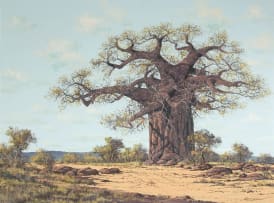 Francois Badenhorst; Baobab