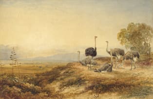 Charles Rolando; Ostriches, Karoo