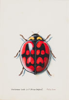 Phillip Grieve; Sternocera Orissa (x1.8), Cheilomenes Lunata (x11) (African Ladybird), two