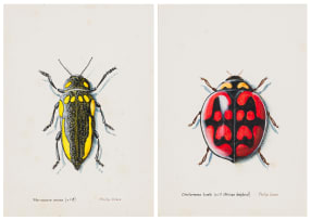 Phillip Grieve; Sternocera Orissa (x1.8), Cheilomenes Lunata (x11) (African Ladybird), two
