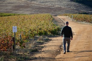 Kanonkop Wine Estate; CWG Pinotage; 2019; 12 (2 x 6); 750ml