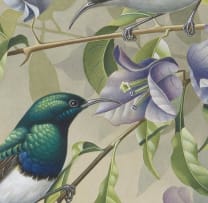 Simon Calburn; White-bellied Sunbird