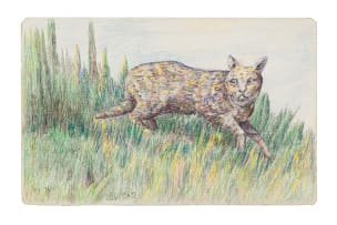 Moses Tladi; Wild Cat