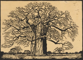 Jacob Hendrik Pierneef; Kremetartboom (Nilant 73)
