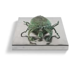 Stella Shawzin; Leaf Beetle