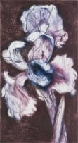 William Kentridge; White Iris