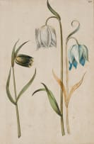 Johann Michael Seligmann; Botanical Study I, Auricula Ursi I, Botanical Study II, three