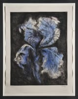 William Kentridge; Black Iris